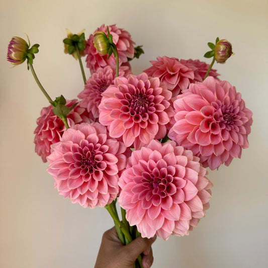 Dahlia Lee's Mauva Guava - LIMIT 1