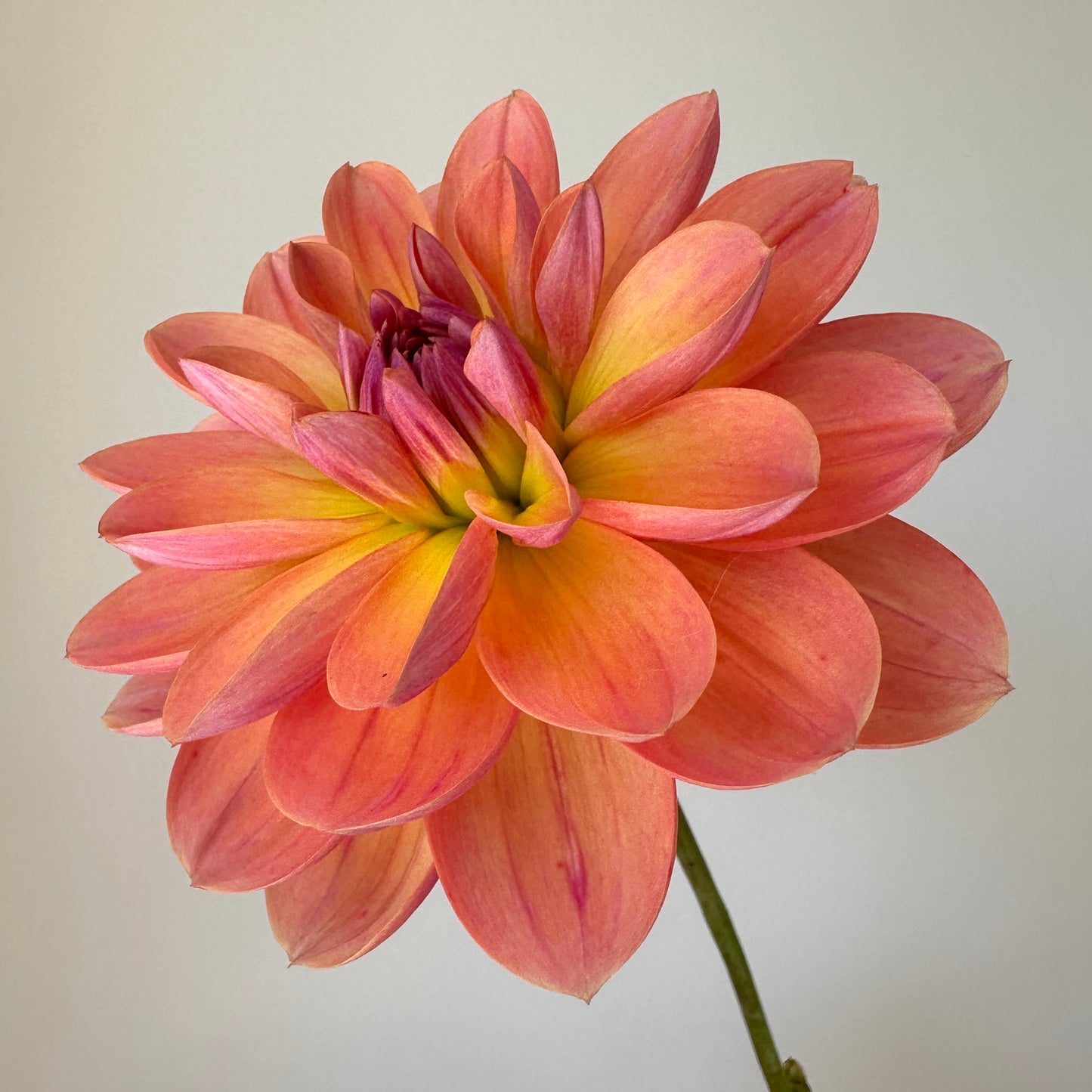 Dahlia Oregon Sunset - LIMIT 1