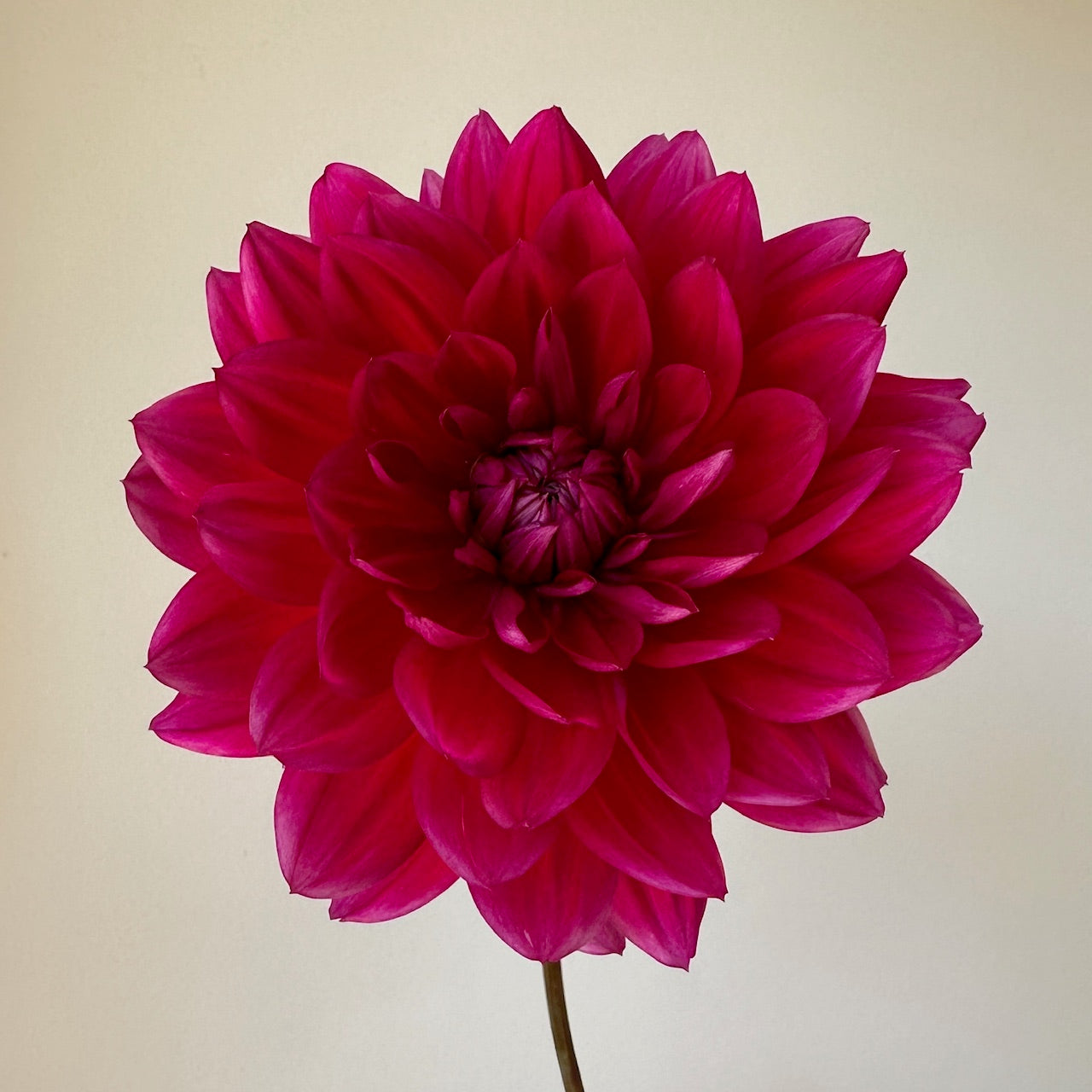 Dahlia Hollyhill Pandora - LIMIT 1
