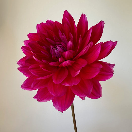 Dahlia Hollyhill Pandora - LIMIT 1