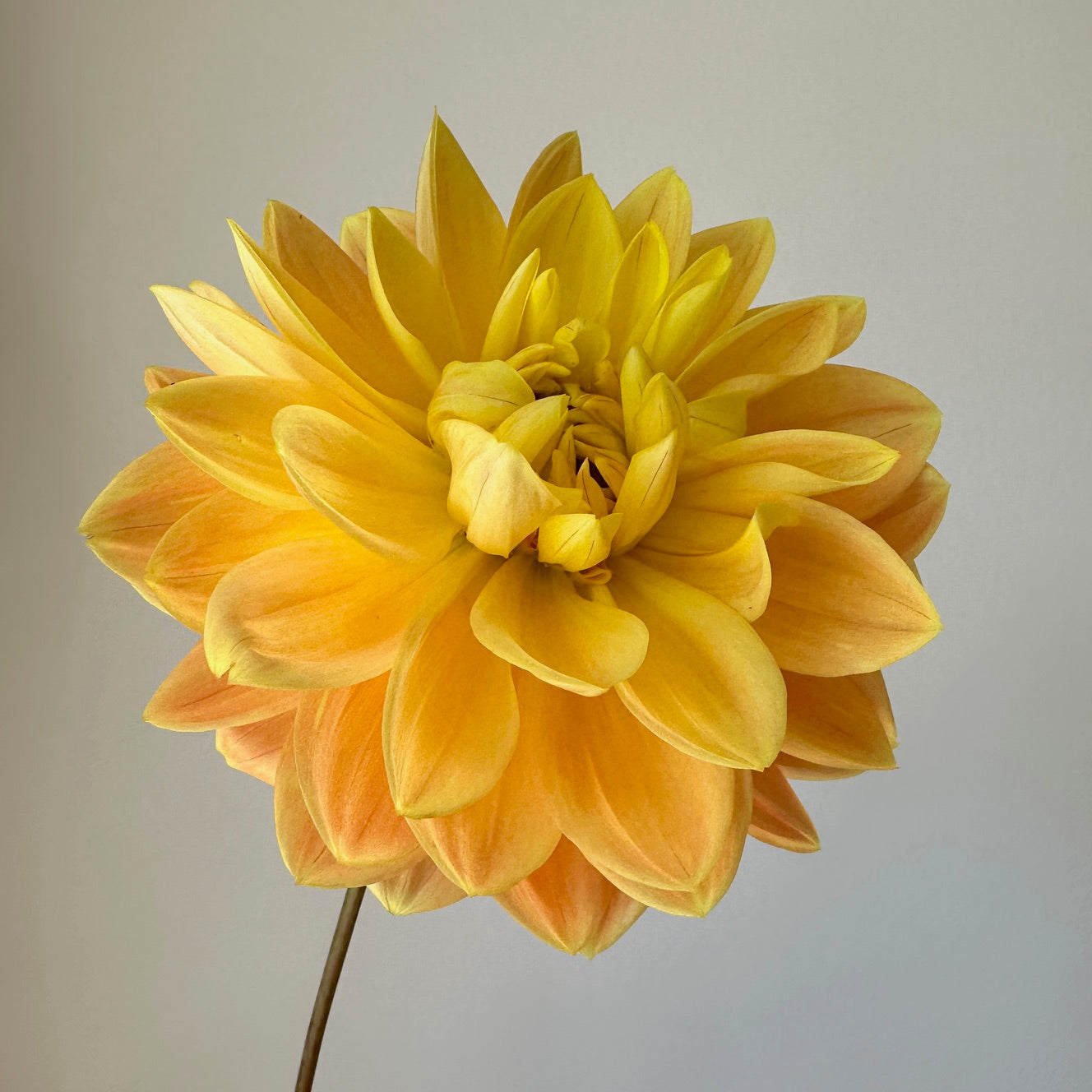 Dahlia Monet Glory - LIMIT 1