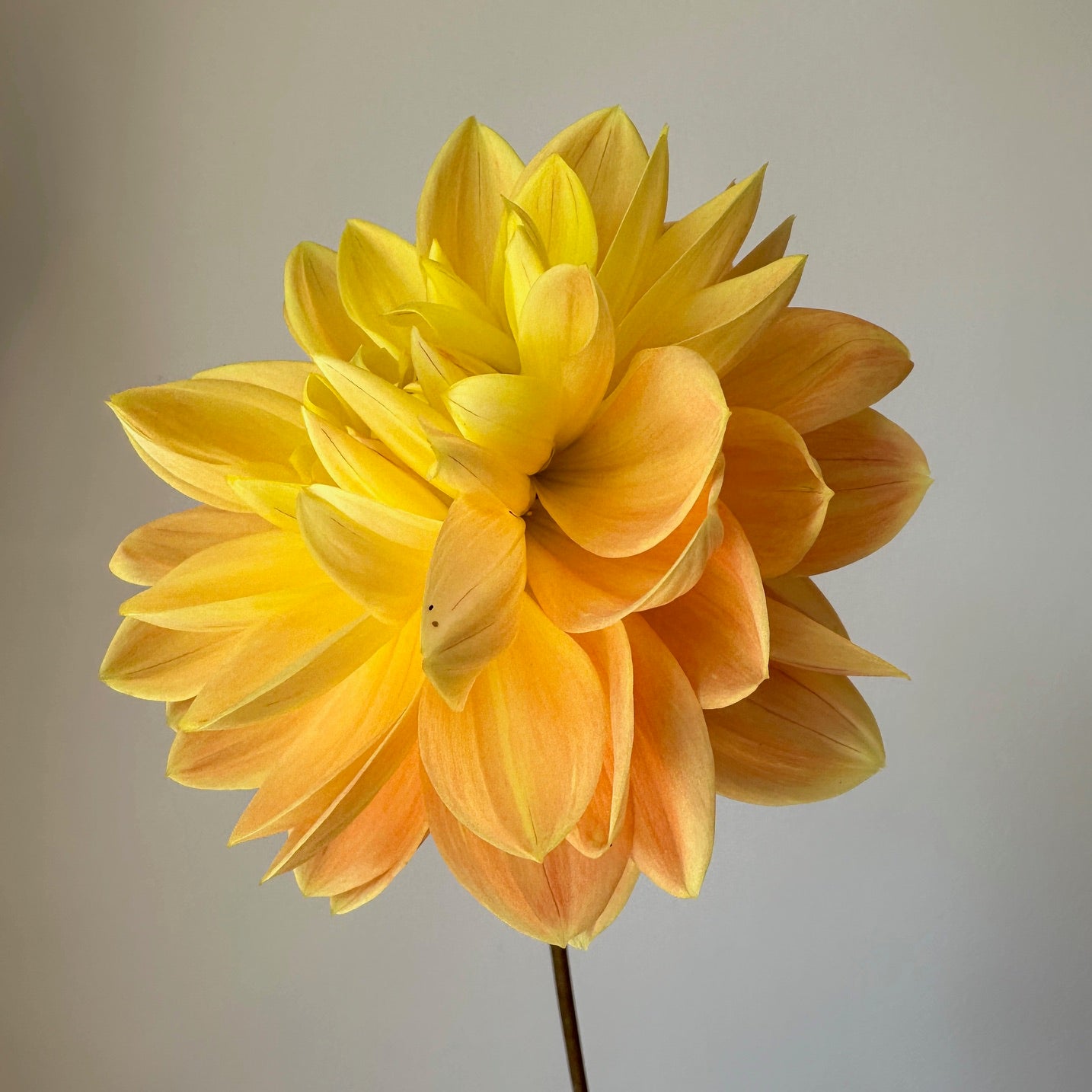 Dahlia Monet Glory - LIMIT 1