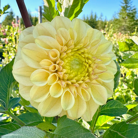 Dahlia RM Shifty