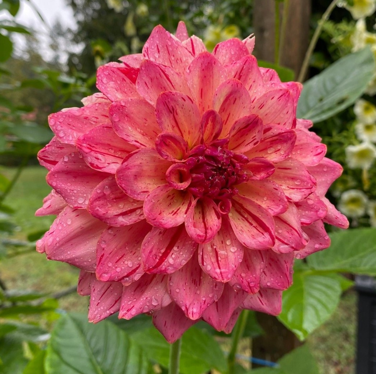 Dahlia Van Isle Salish Sunset