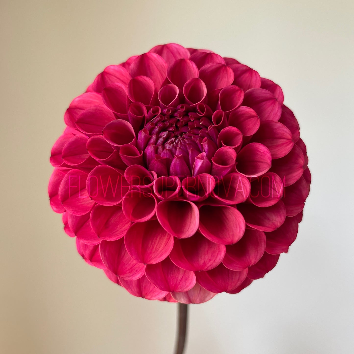 Dahlia Mission Gypsy