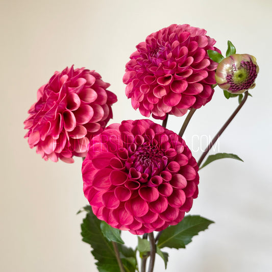 Dahlia Mission Gypsy