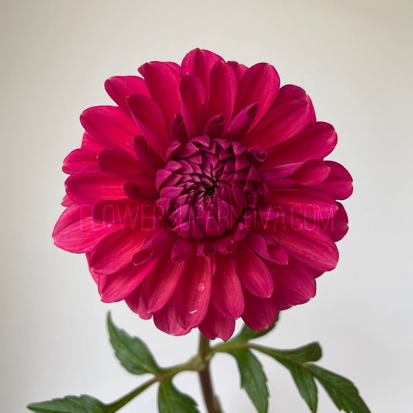 Dahlia Perch Hill