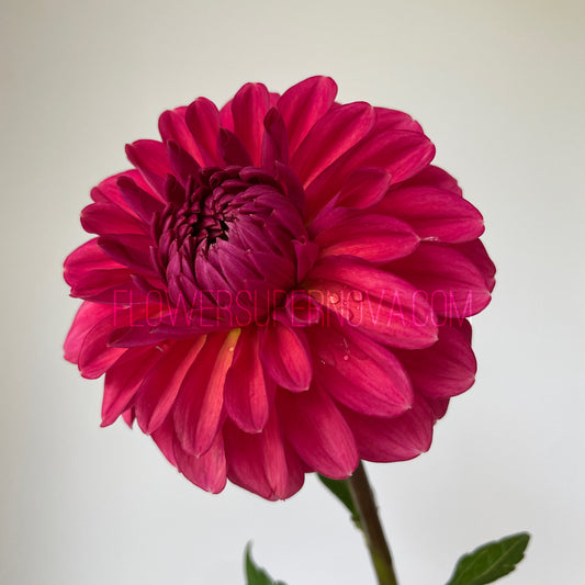 Dahlia Perch Hill