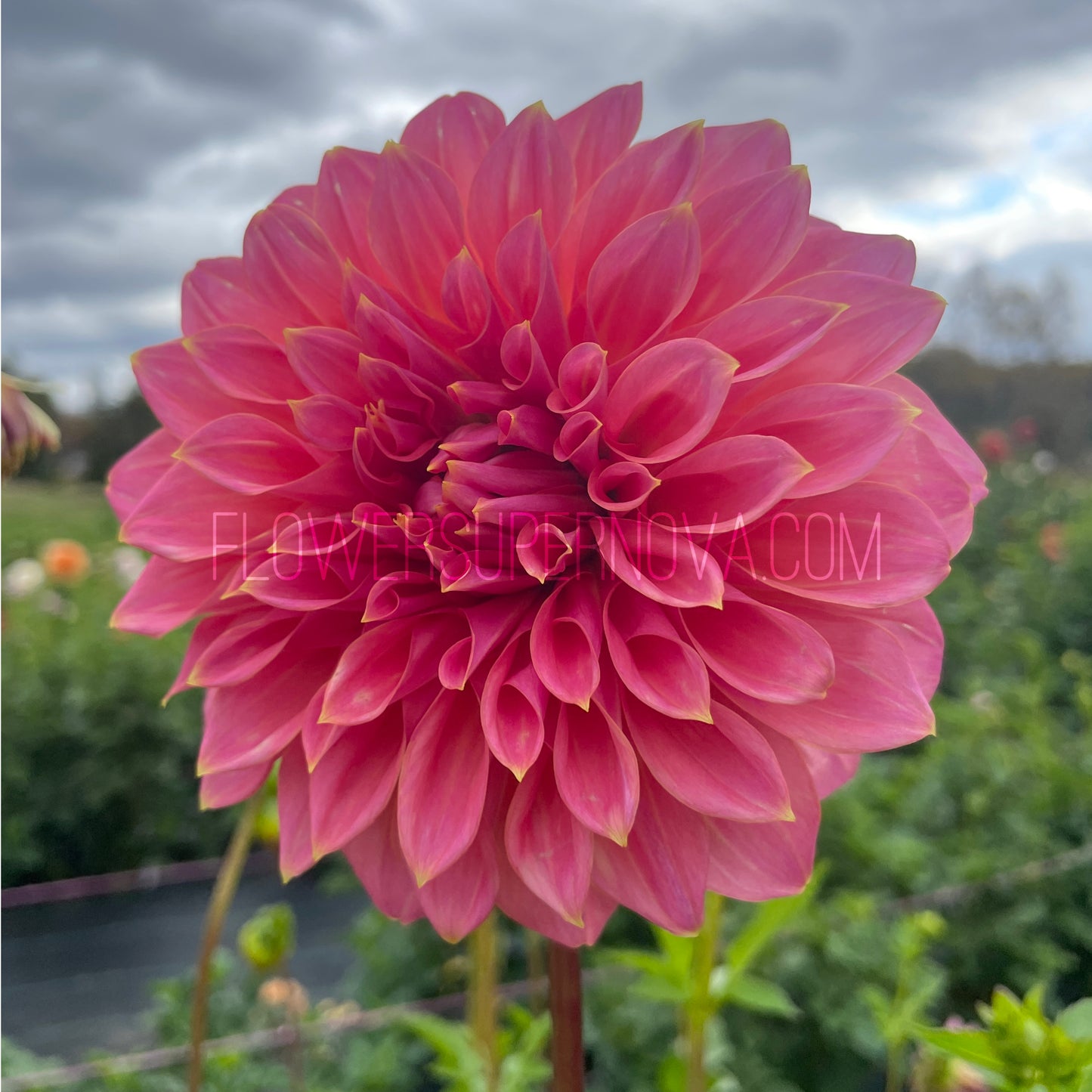 Dahlia Avoca Amanda