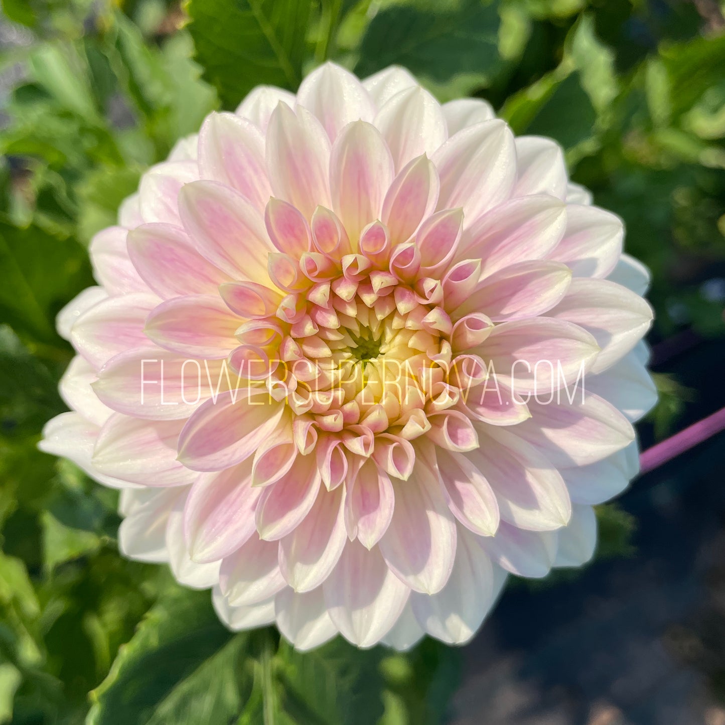 Dahlia Quiet Splendor