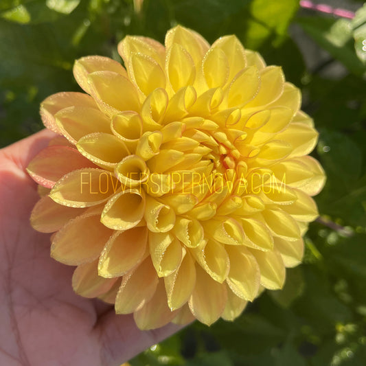 Dahlia Clearview Crackerjack