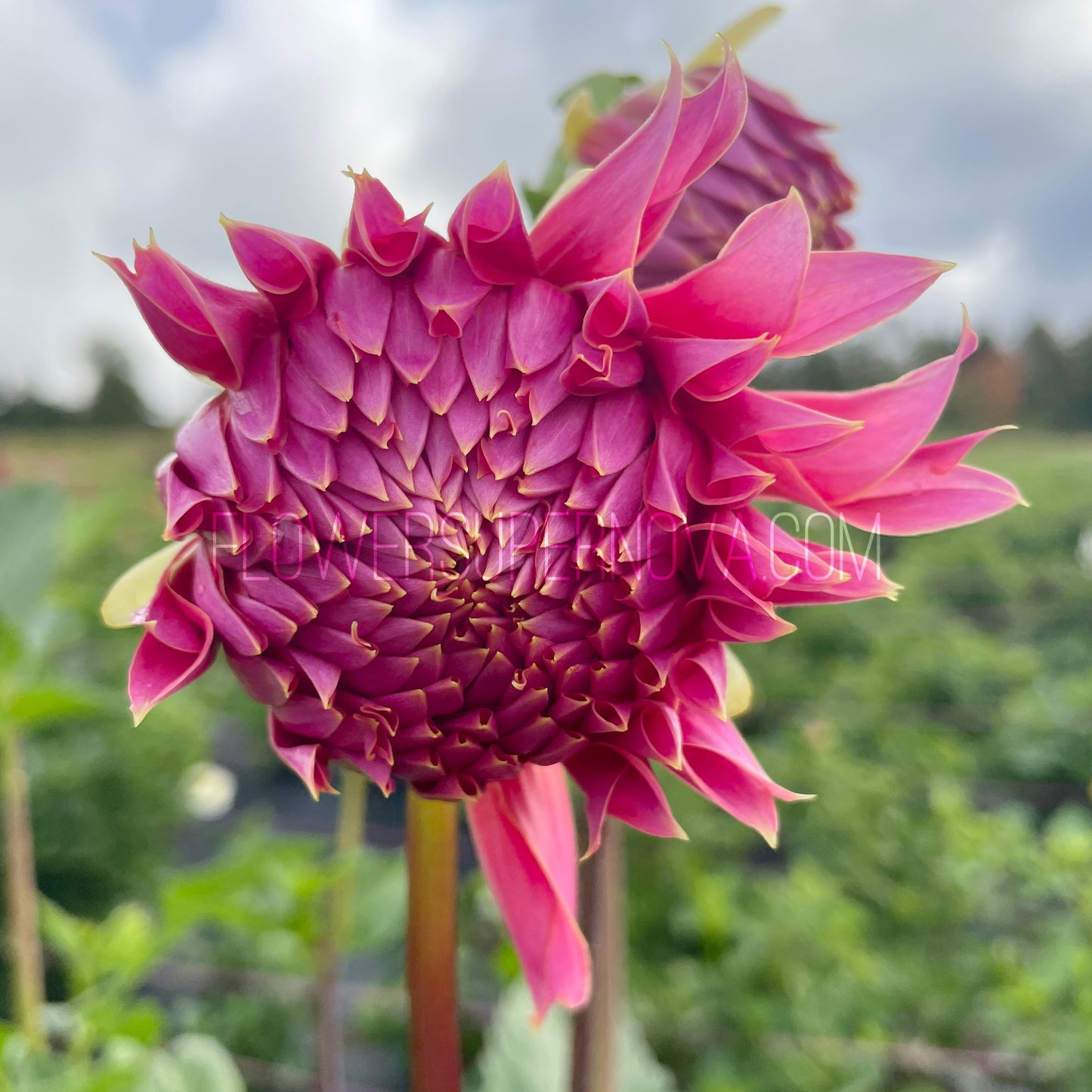 Dahlia Avoca Amanda