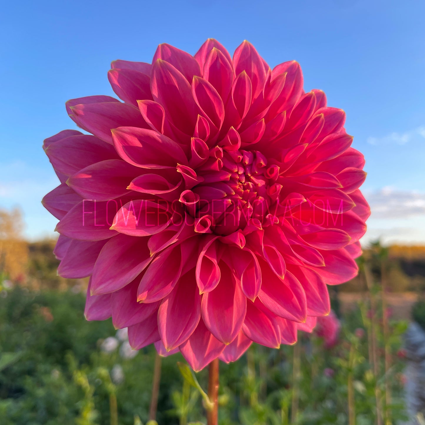 Dahlia Avoca Amanda