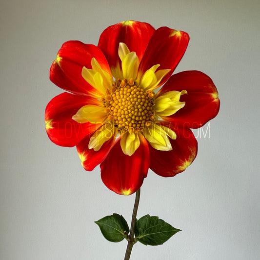 Dahlia Pooh