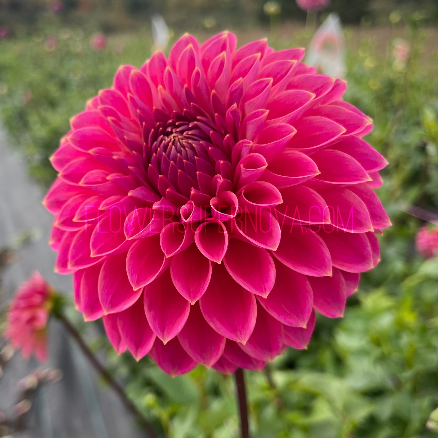 Dahlia Polventon Kristobel