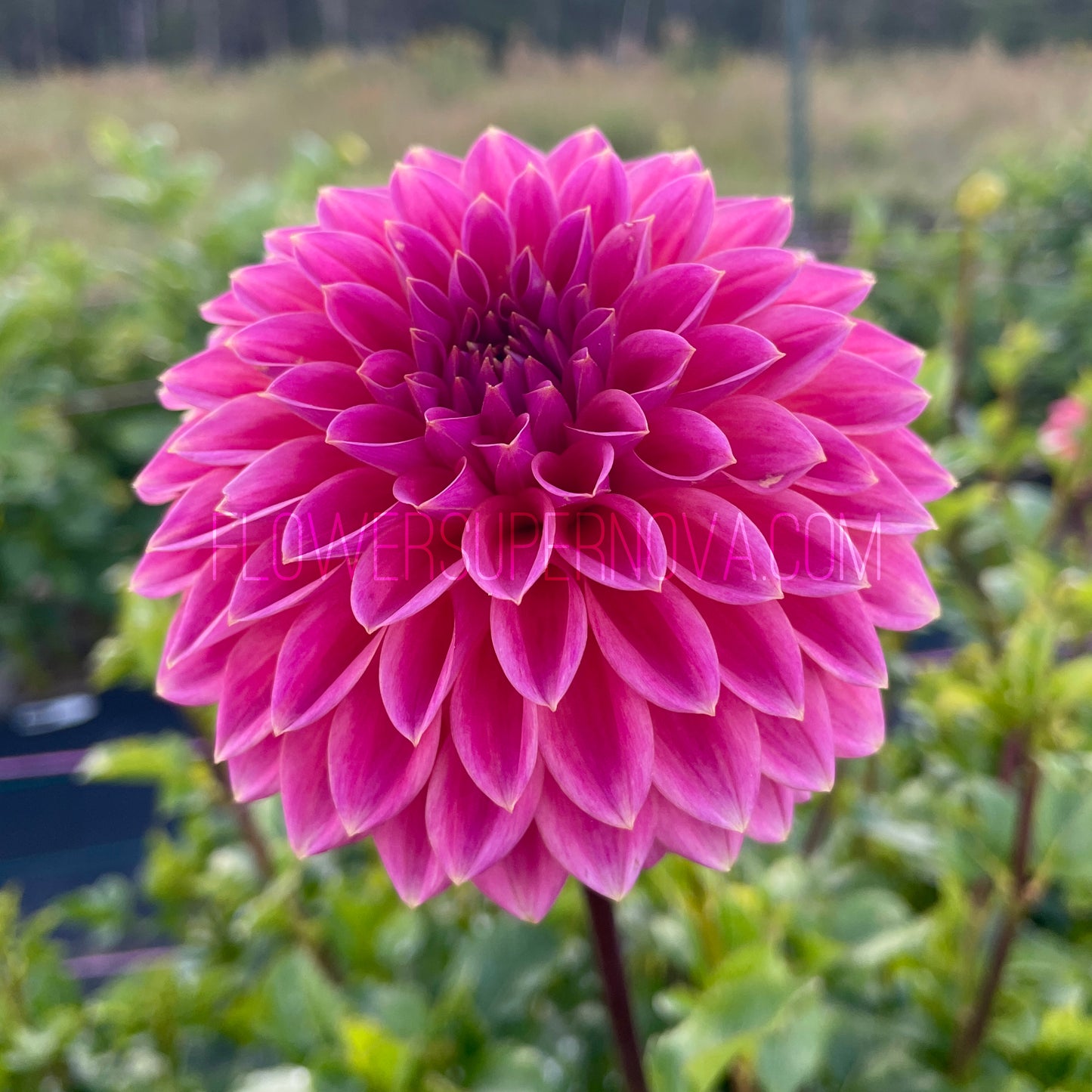 Dahlia Polventon Kristobel