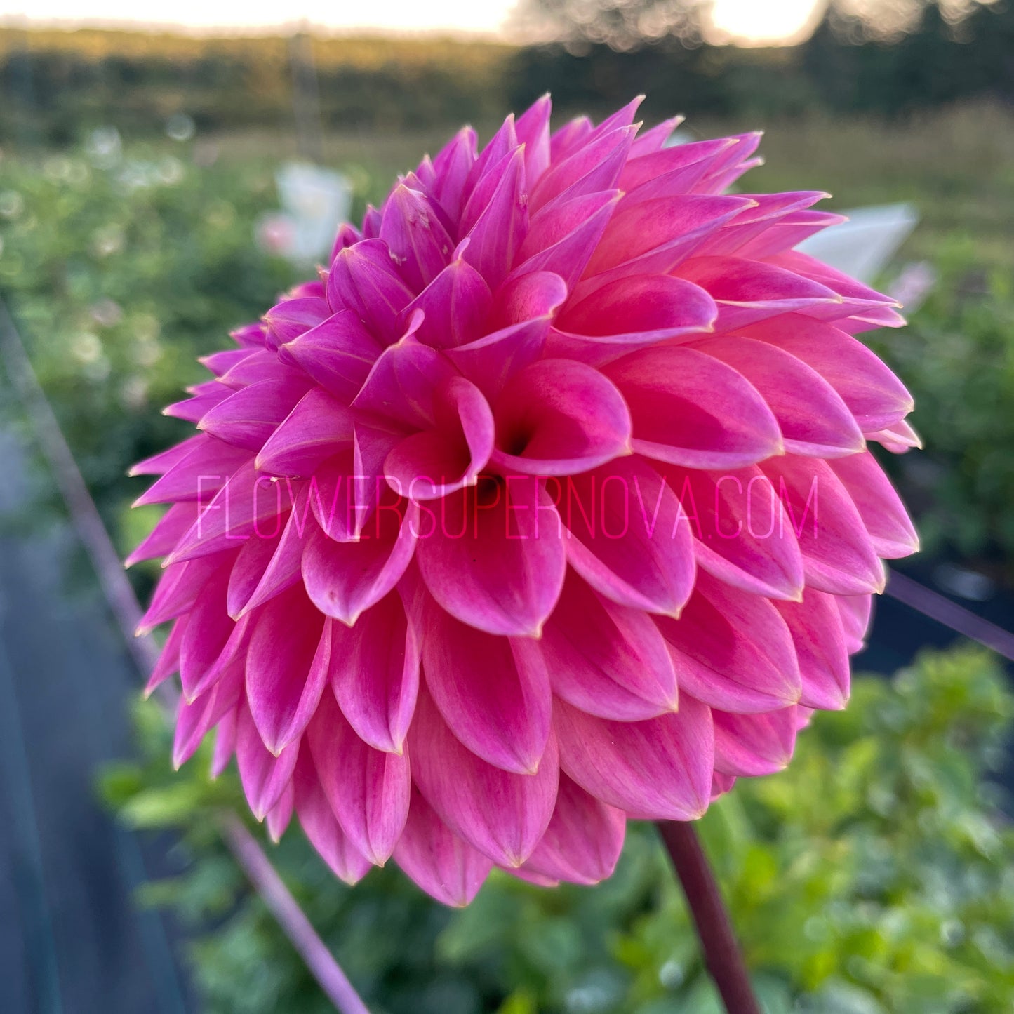 Dahlia Polventon Kristobel