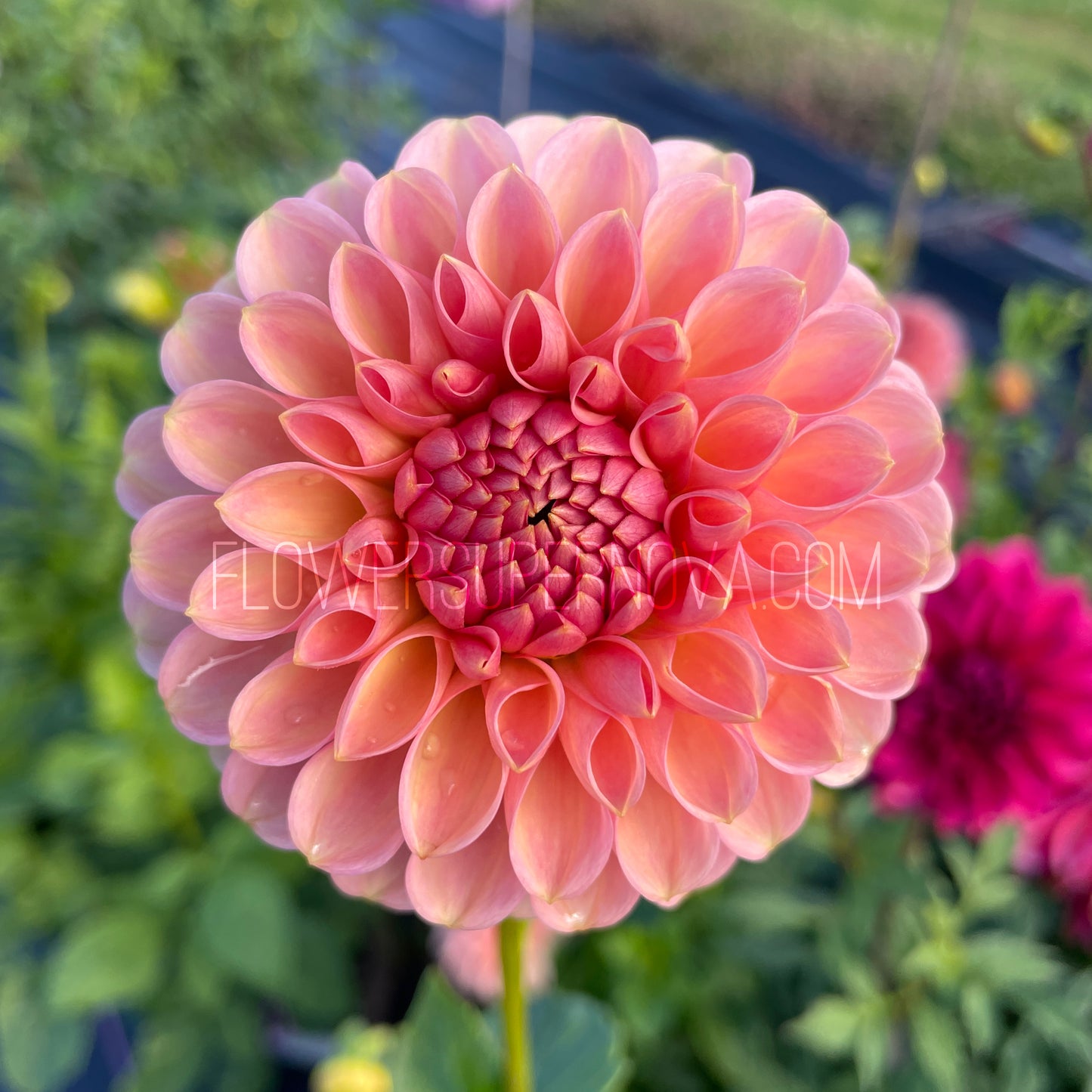 Dahlia R Joan - LIMIT 1