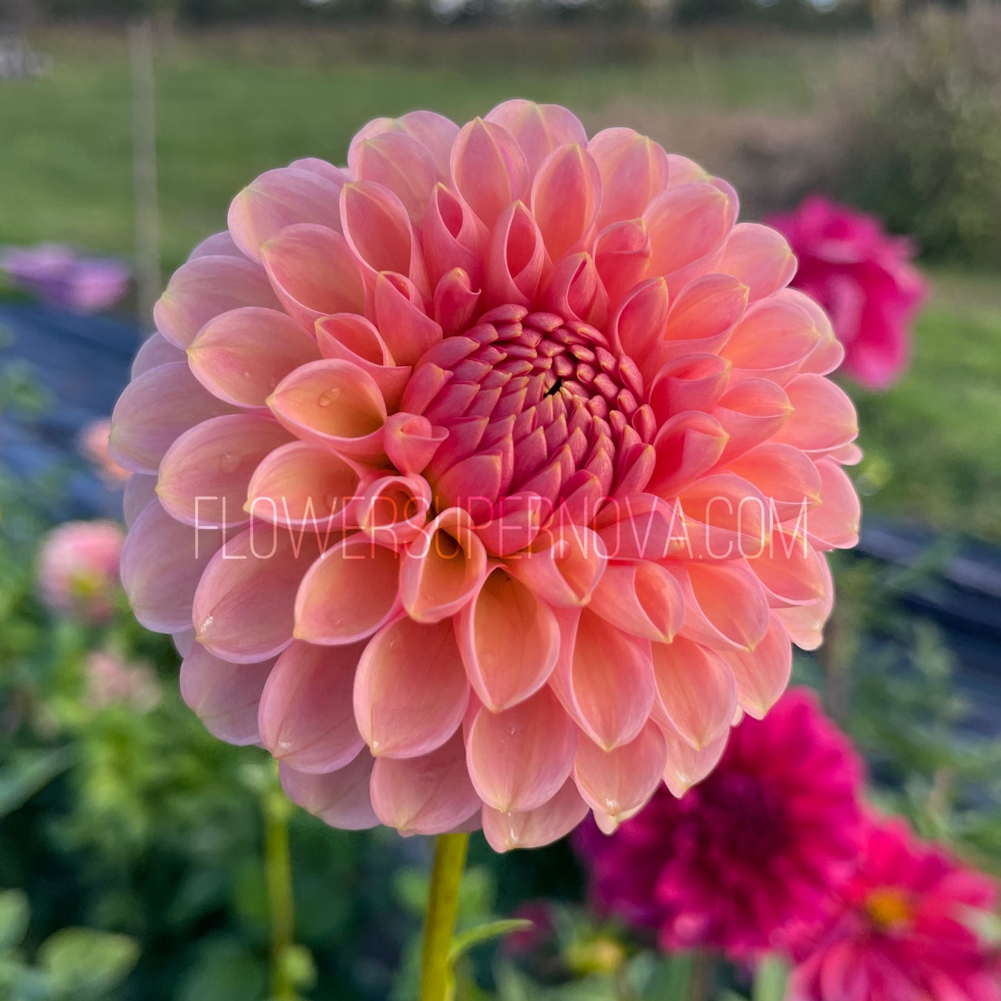 Dahlia R Joan - LIMIT 1