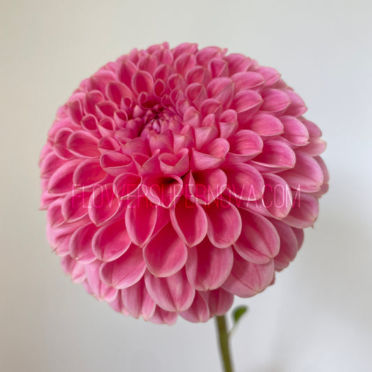 Dahlia R Joan - LIMIT 1