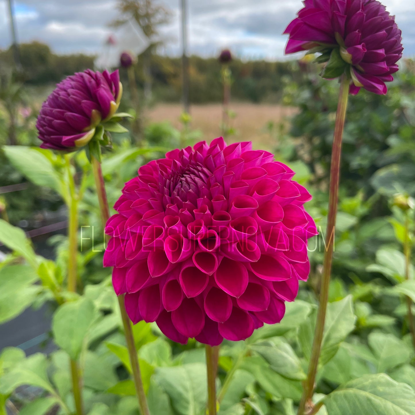 Dahlia Barbarry Melody