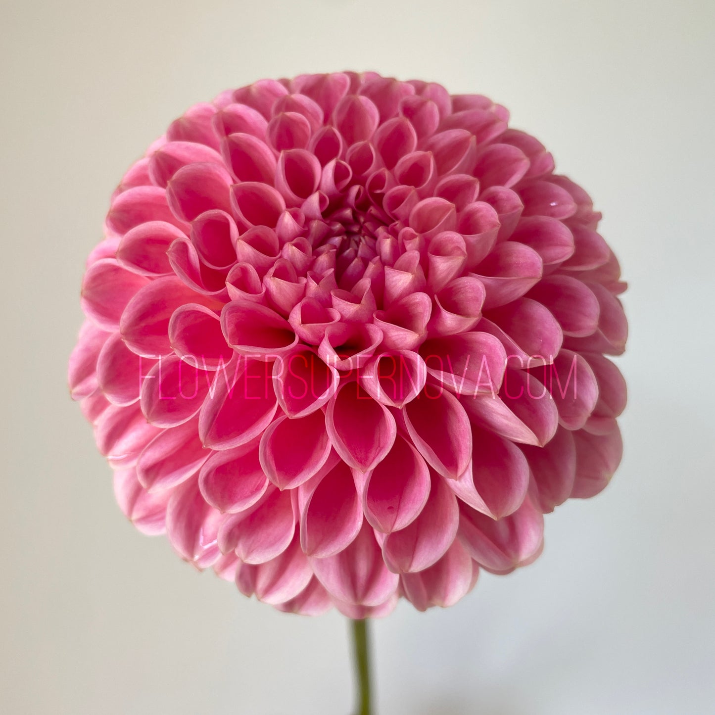 Dahlia R Joan - LIMIT 1