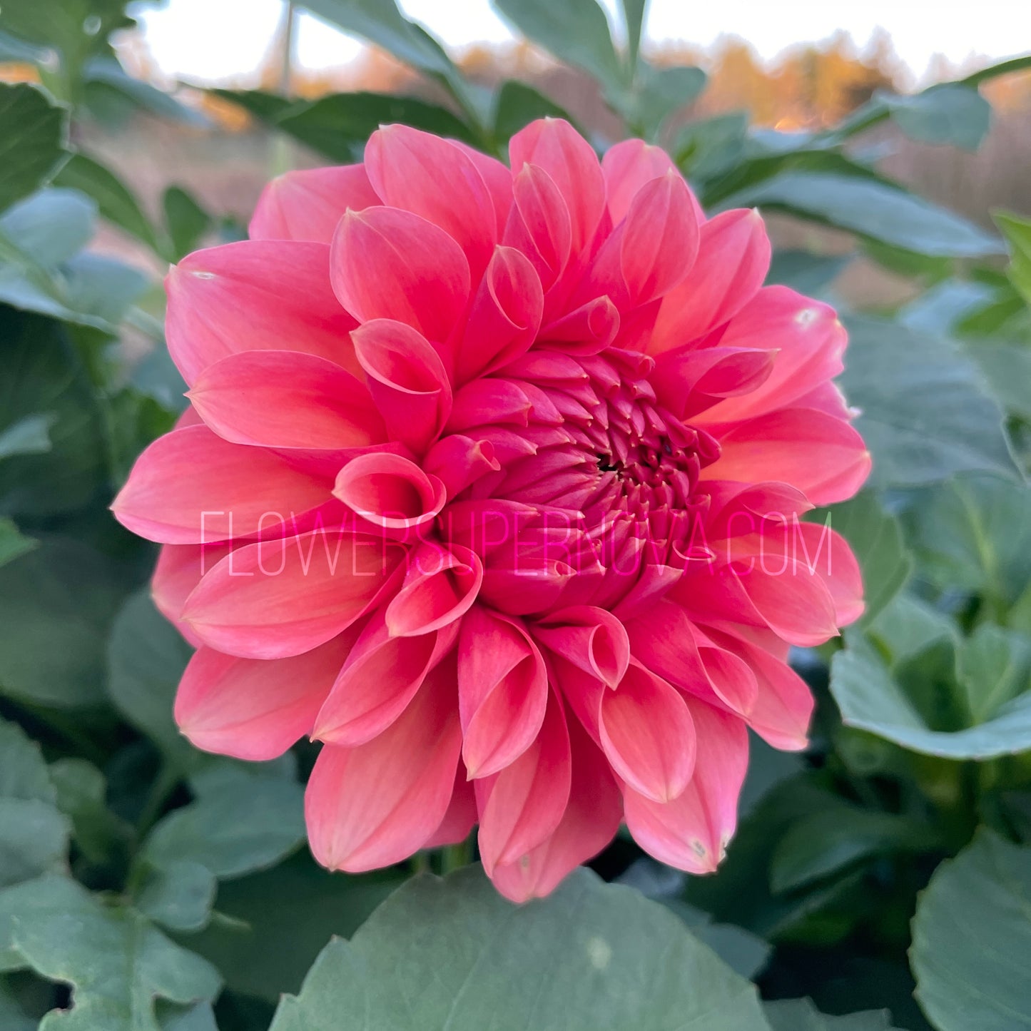 Dahlia RM Pink Sugar - LIMIT 1