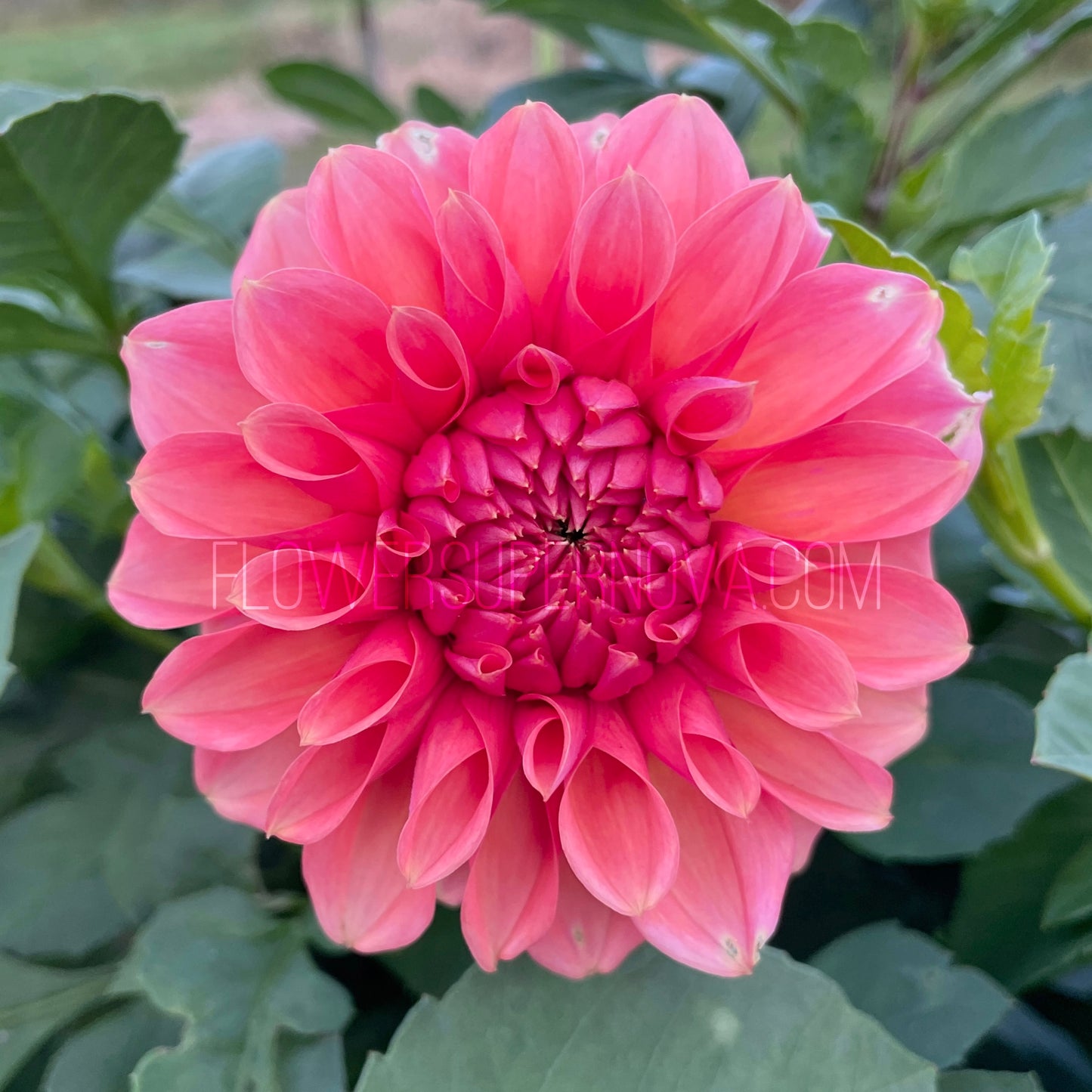 Dahlia RM Pink Sugar - LIMIT 1