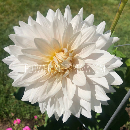 Dahlia Roque Starburst