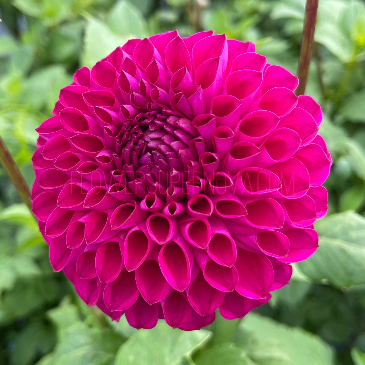 Dahlia Barbarry Melody