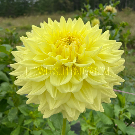 Dahlia Shirwell Greta