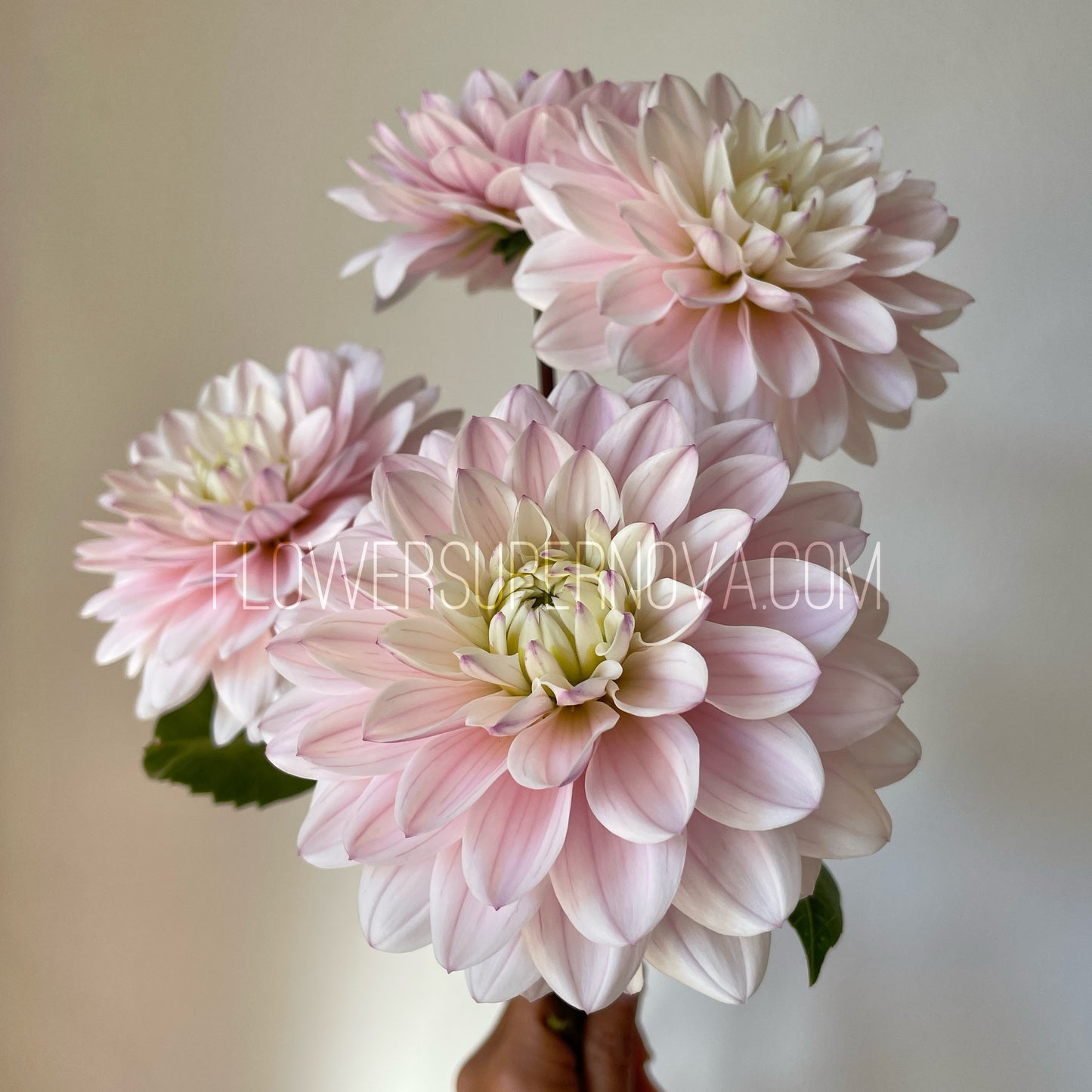 Dahlia Silver Years