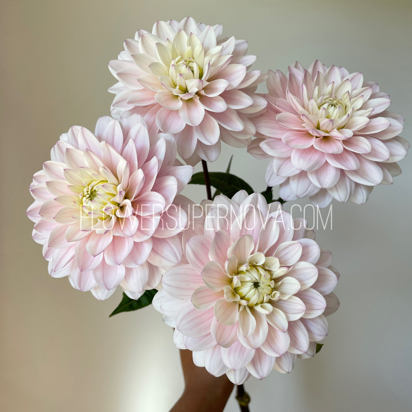 Dahlia Silver Years