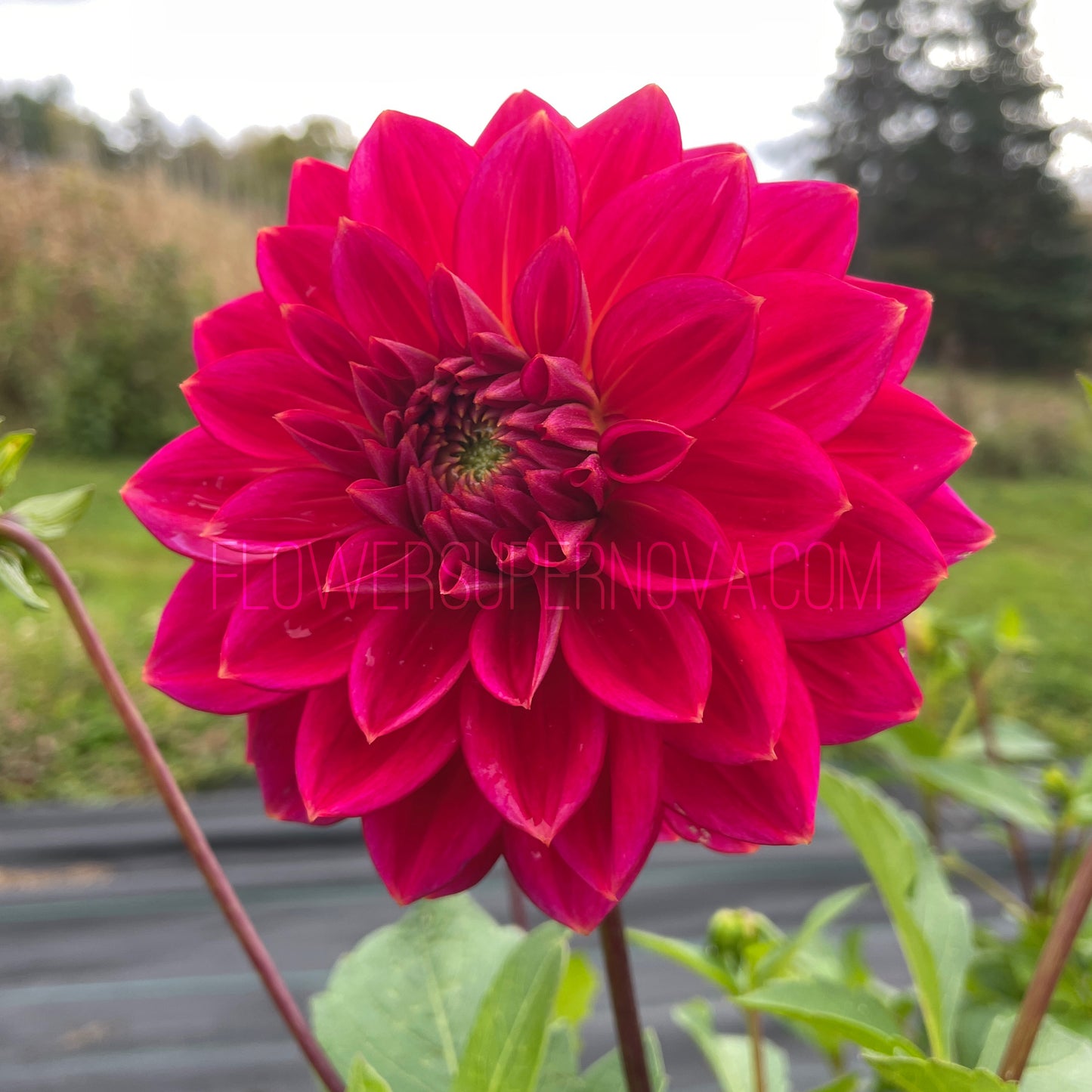 Dahlia Skeena Rosie