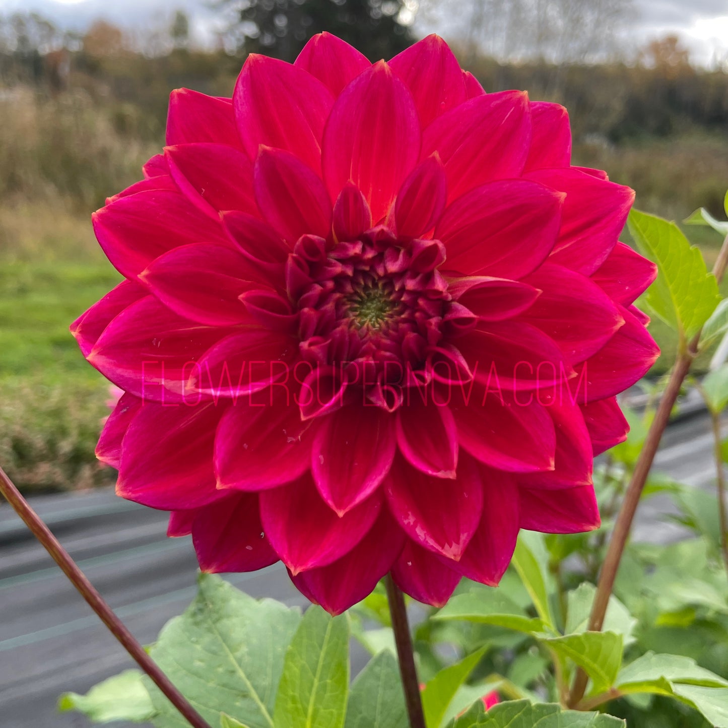 Dahlia Skeena Rosie