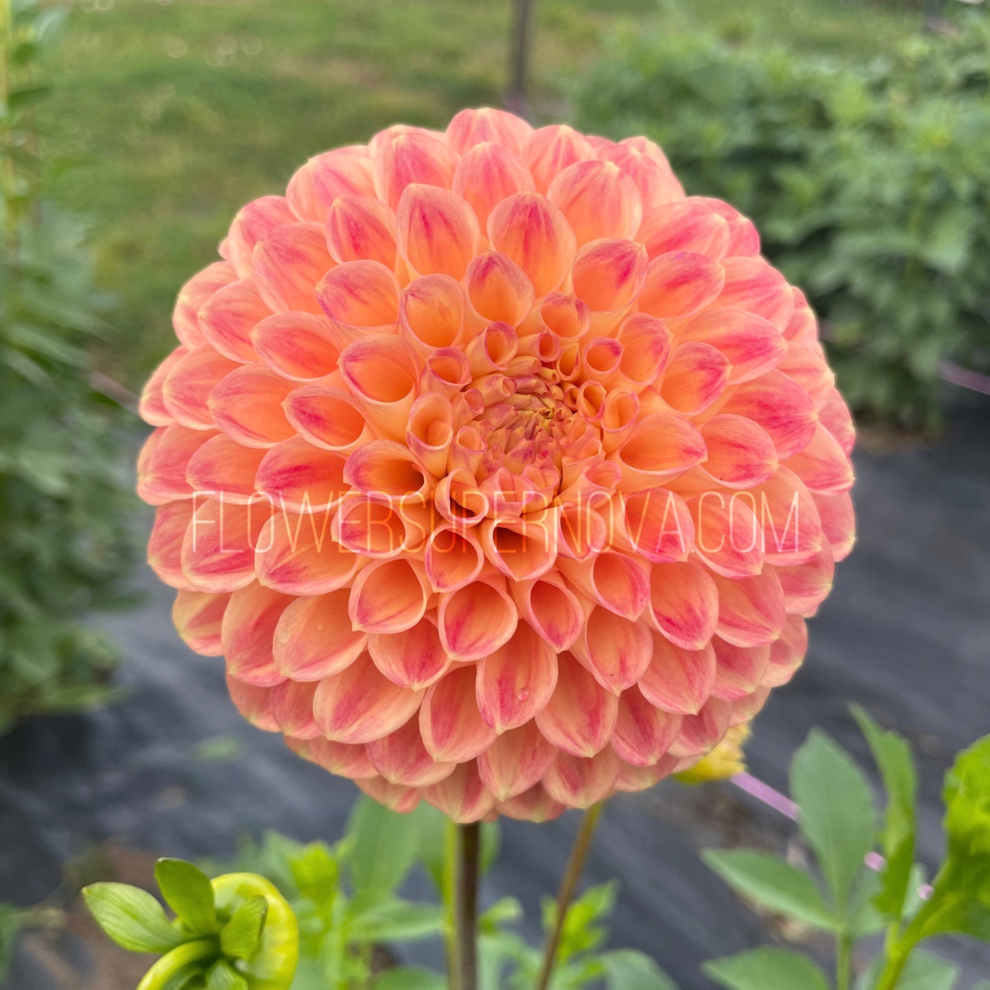 Dahlia Snoho Doris