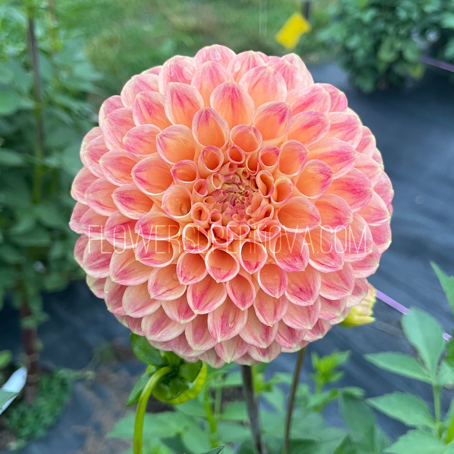 Dahlia Snoho Doris