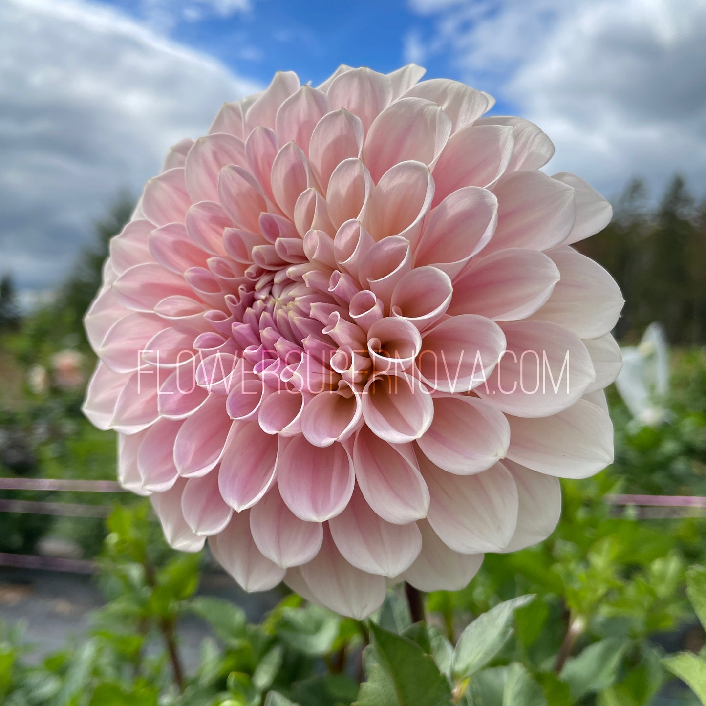 Dahlia Sweet Nathalie