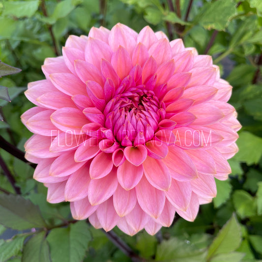 Dahlia Sweet Sanne - LIMIT 1