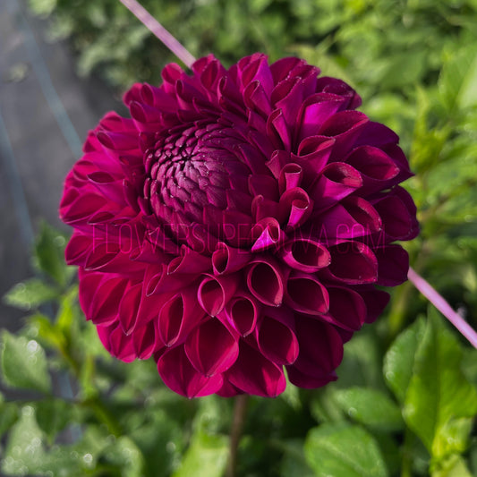 Dahlia Barbarry Melody