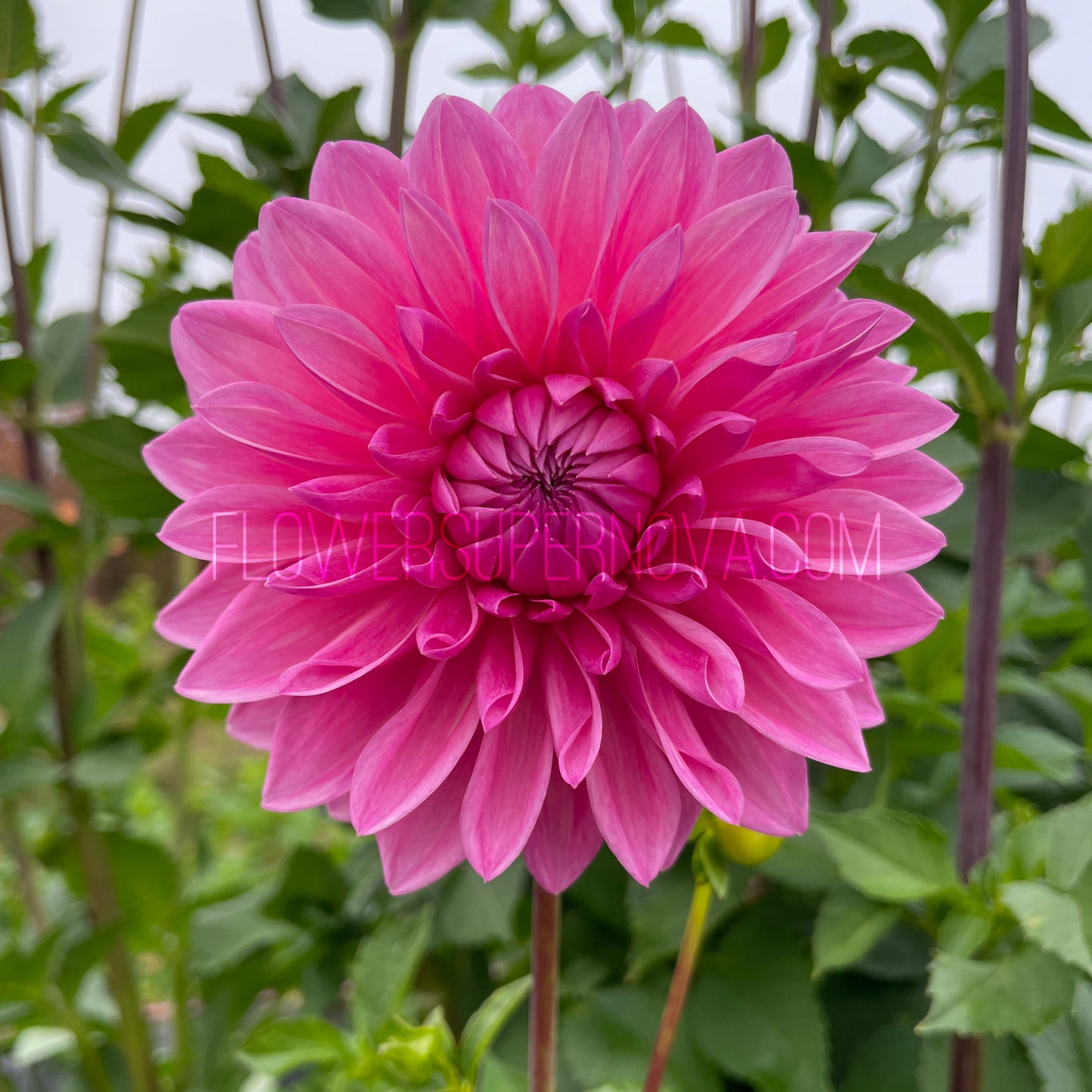 Dahlia Bargaly Blush