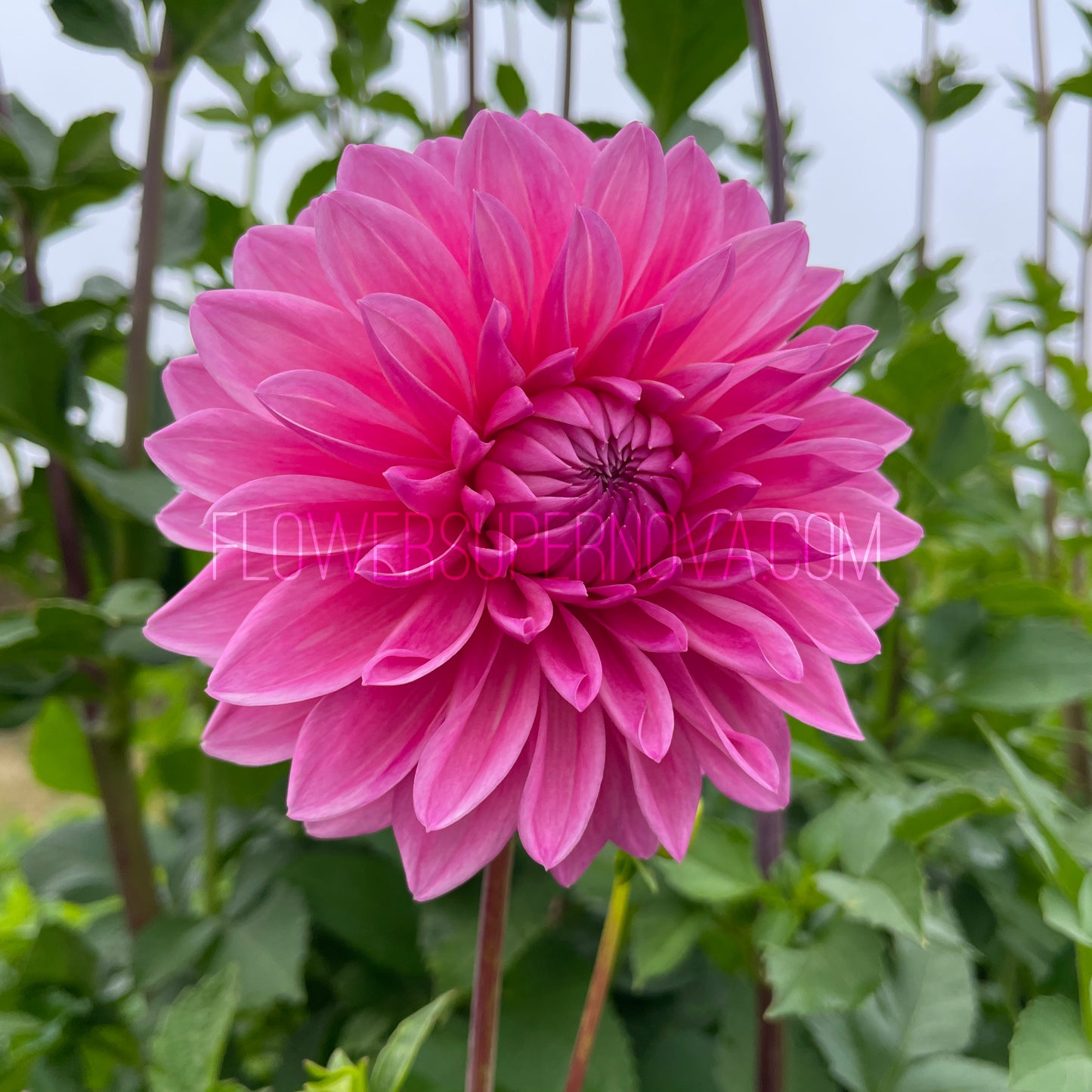 Dahlia Bargaly Blush