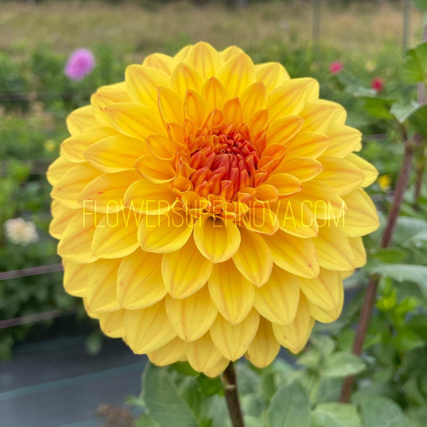 Dahlia Verkist Festival