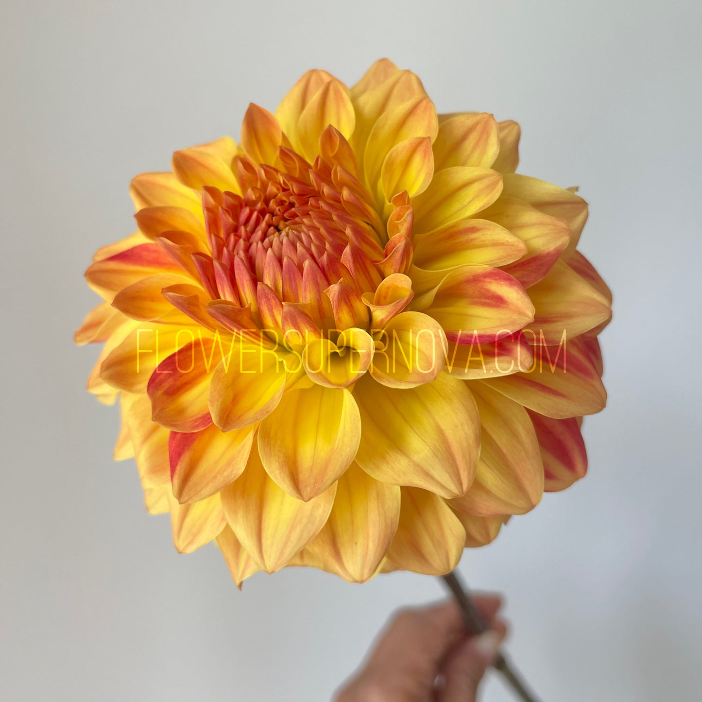 Dahlia Verkist Festival