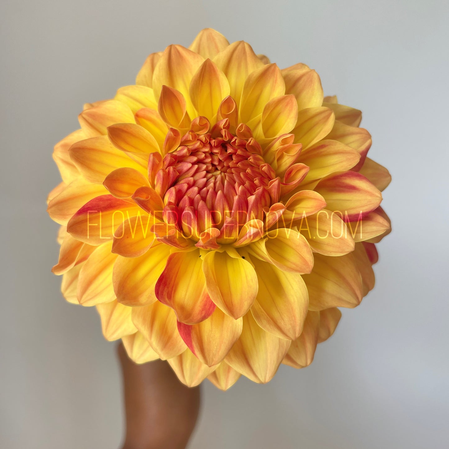 Dahlia Verkist Festival