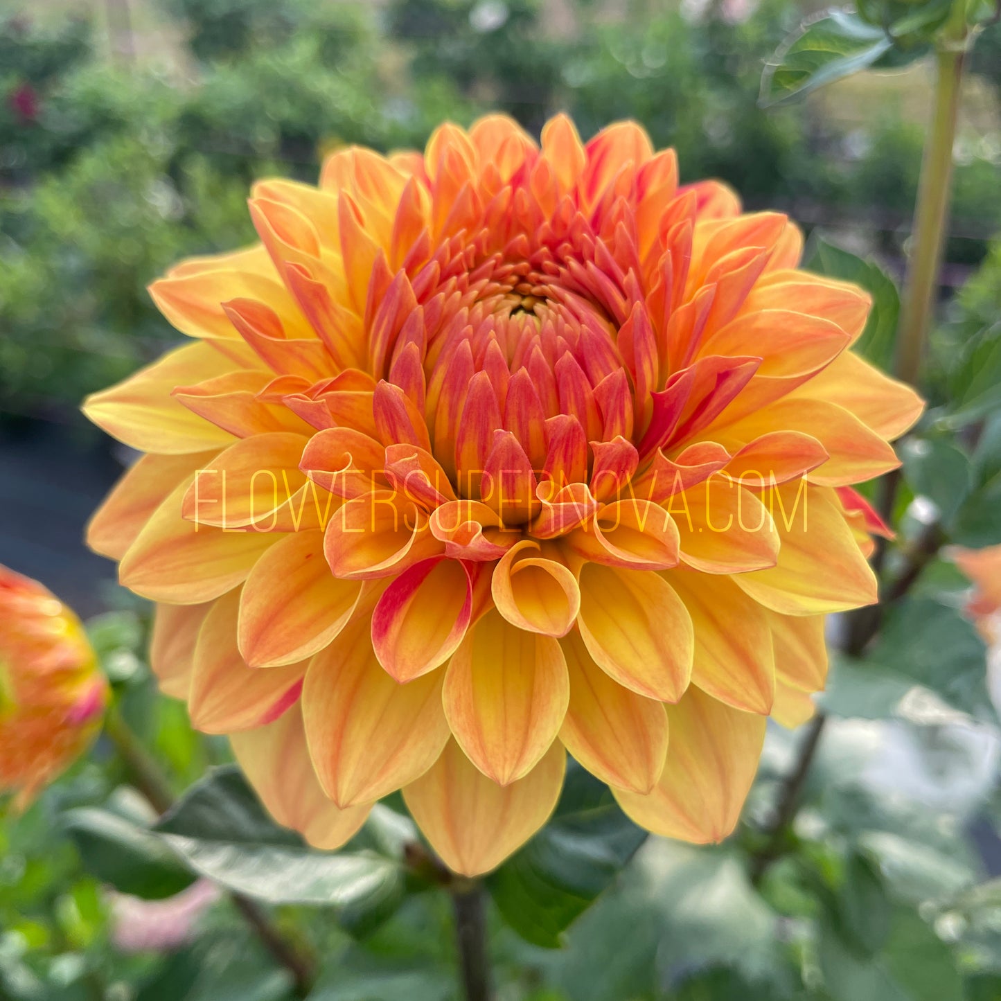 Dahlia Verkist Festival