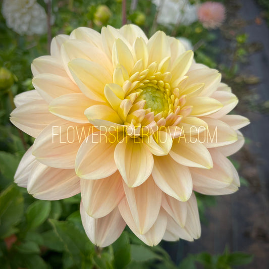 Dahlia Verkist Tranquility