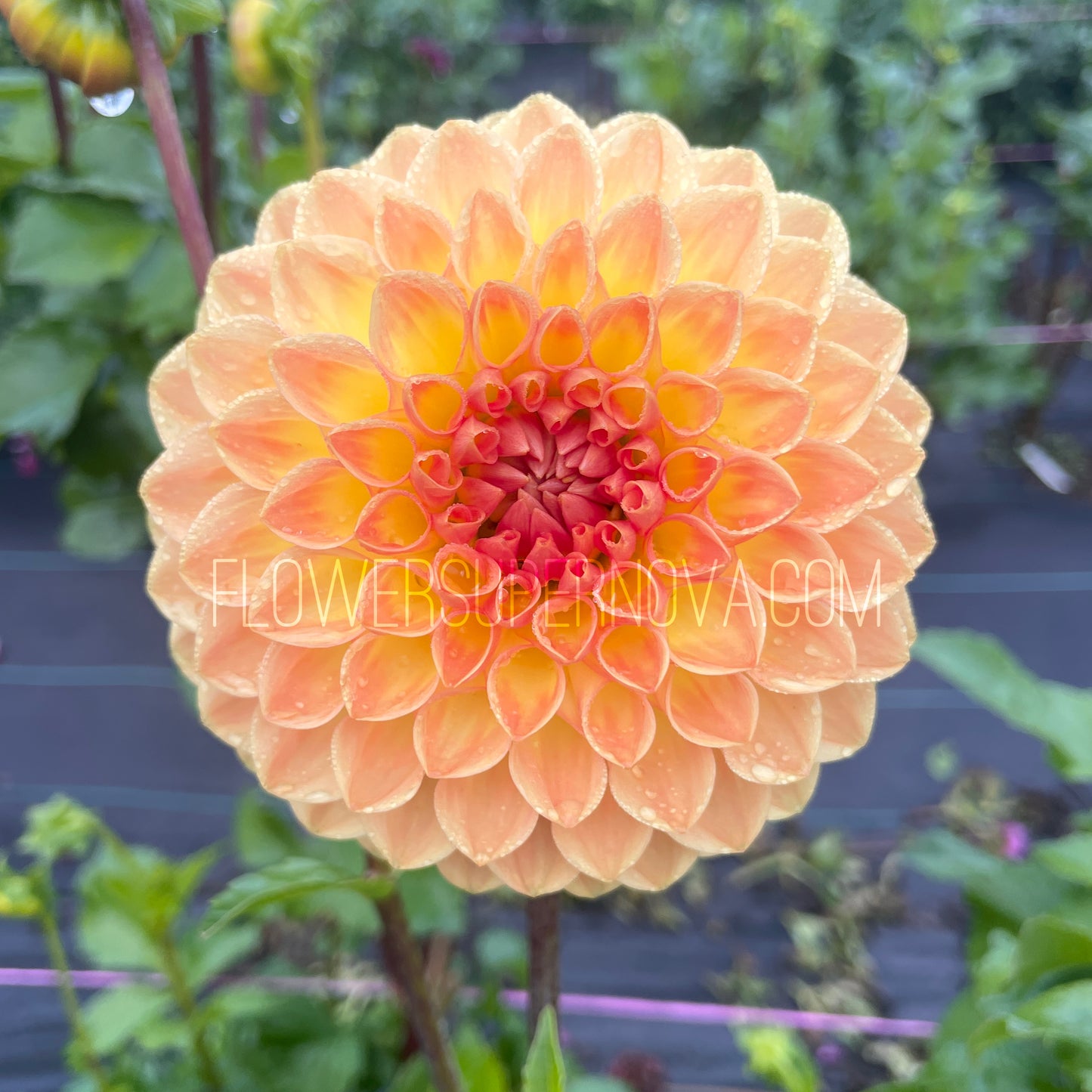 Dahlia Blyton Softer Gleam