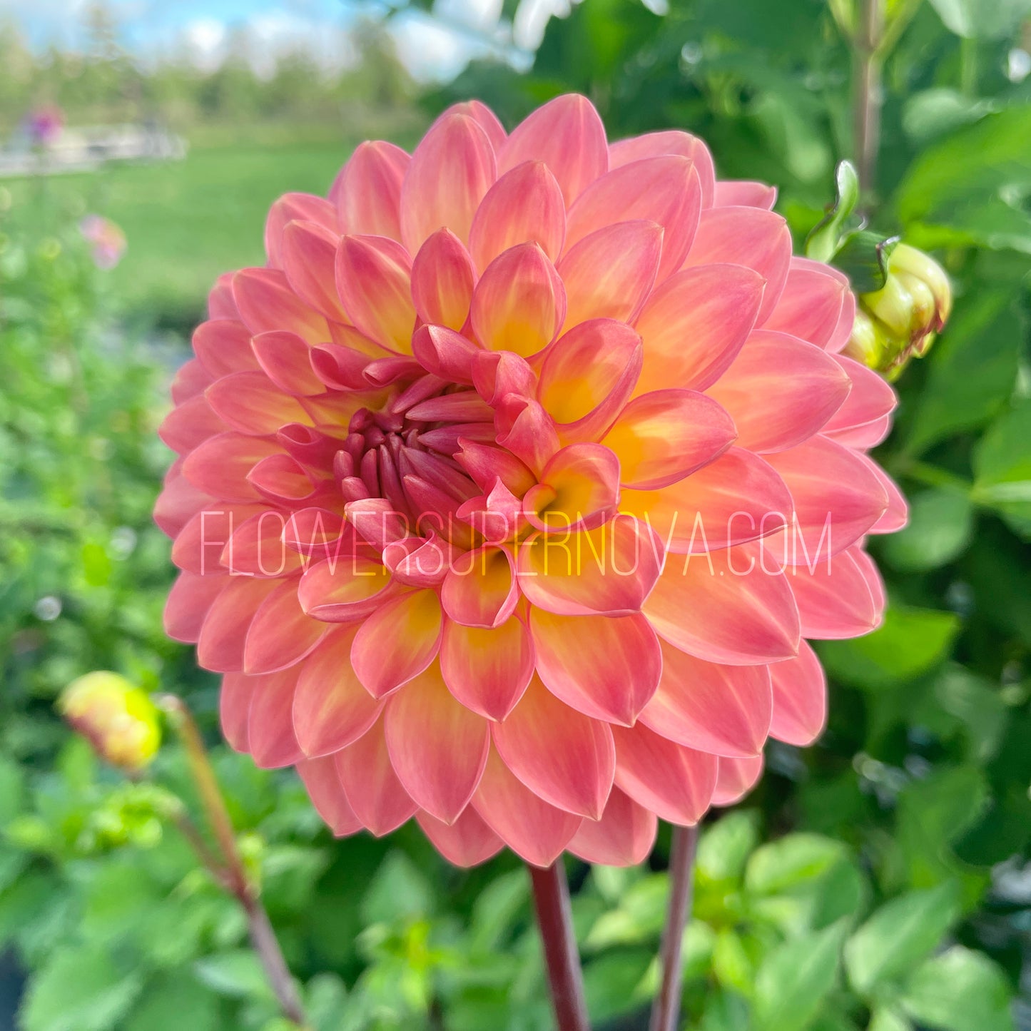 Dahlia Van Isle Glow