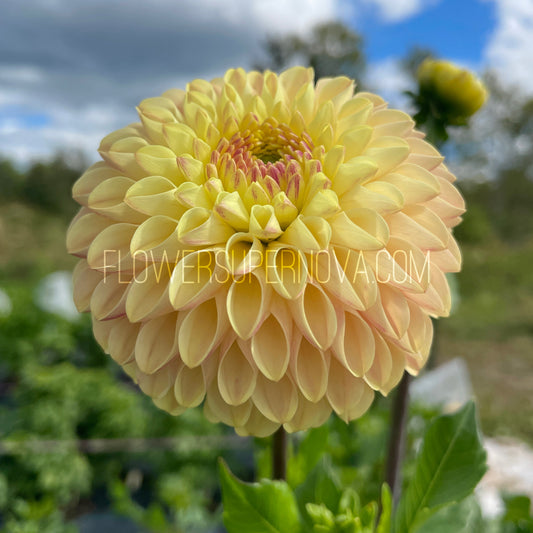 Dahlia Van Isle Mary - LIMIT 1